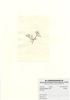 藏品(傘房龍鬚菜)的圖片
